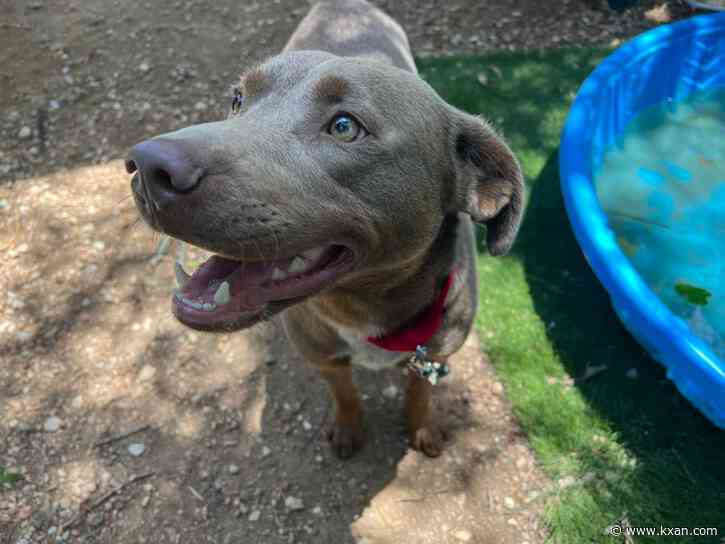 National Adopt a Shelter Pet Day: Where you can adopt in Austin, Central Texas