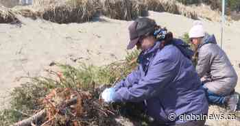 Volunteers help rebuild dunes lost to Hurricane Fiona in Shediac, N.B.