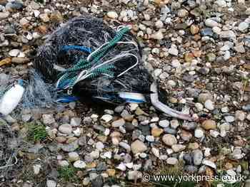 Firefighters go to aid of seagull in Bridlington