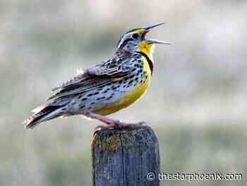 Western Meadowlark is a prairie icon and harbinger of spring 