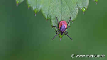 Mit diesen 5 Pflanzen können Sie Zecken aus Ihrem Garten vertreiben