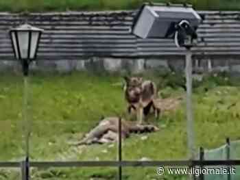 Cervo sbranato dal lupo: l'orrore nel giardino dell'hotel