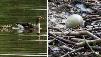 Überpopulation und Kot von Gänsen: Eier werden in Nürnberg unfruchtbar gemacht – völlig legal