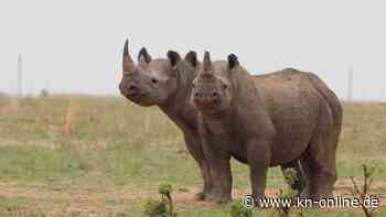Weltgrößtes Nashornzuchtprojekt könnte am Montag versteigert werden