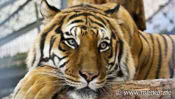 1000 Quadratmeter für einen einzigen Tiger: Raubtierasyl in Franken sucht neues Gelände für seine Großkatzen