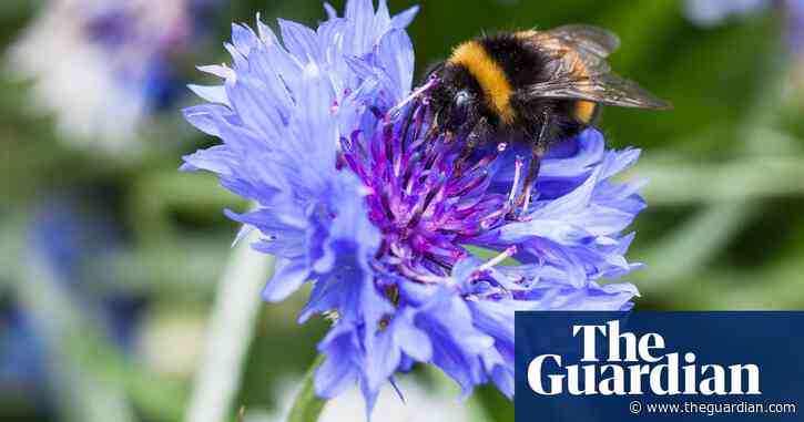 RHS criticised over products that kill bugs and wildflowers