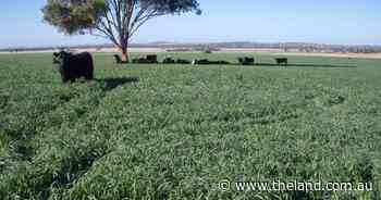 Light versus heavy soils