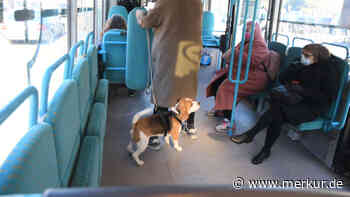 49-Euro-Ticket: Dürfen Hundehalter ihren Vierbeiner kostenlos mitnehmen?