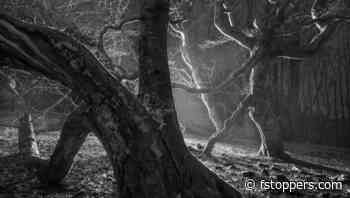 Woodland Photography at Night