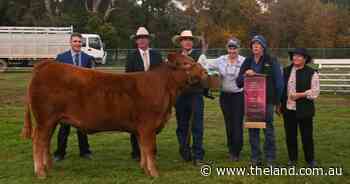 Juniors reign supreme at Limousin Nationals