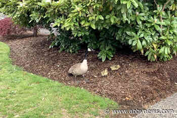 VIDEO: Appearance of goslings a sure sign of spring in Abbotsford
