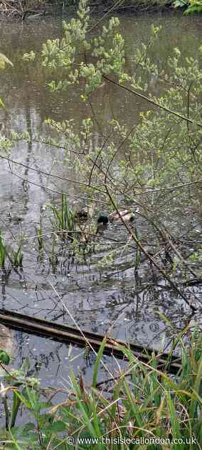 Peace by the Pond by Ariana Ahmad, Tolworth Girls School