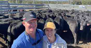 Inverell agents yard 5433 weaners selling to $1797