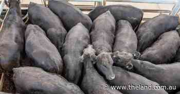 Market remains on downward trend at Bega