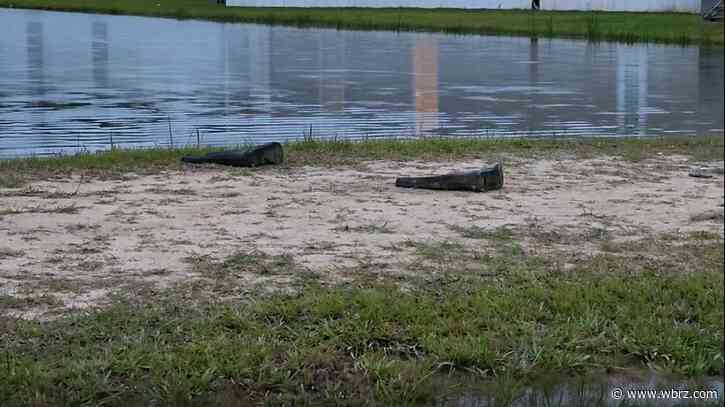 9-year-old and 6-year-old brothers drown in Livingston Parish neighborhood pond