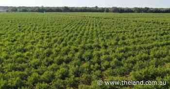 Riverina almond orchard with more than 200,000 trees