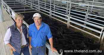 Autumn weaner steers feature at Carcoar sale