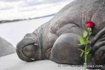 Life-size sculpture of euthanized walrus unveiled in Norway
