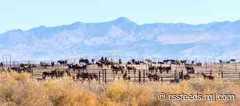 Western wild horse numbers remain static, but overpopulated, according to BLM