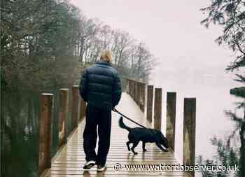 Hertfordshire: Crime recording reveals 28 dogs stolen in 2022