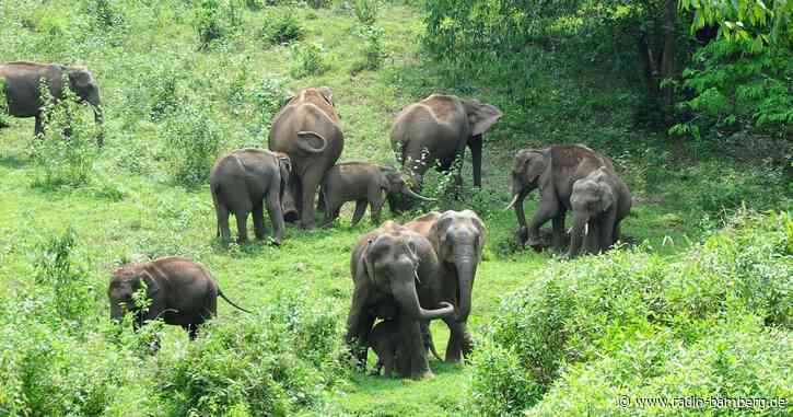 Problem-Elefant in Indien umgesiedelt