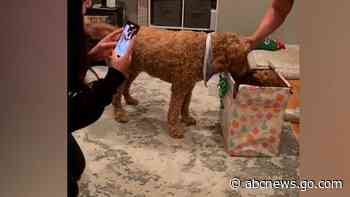 WATCH:  Watch this goldendoodle become best friends with his furry new brother