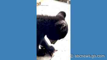 WATCH:  Black bear cub enjoys playtime at wildlife center