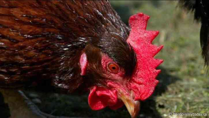 Avian flu identified in Fraser Valley poultry farm