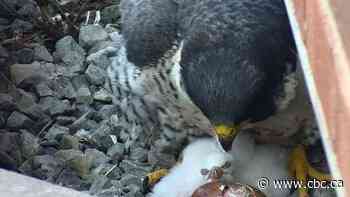Say hello to Hamilton's 4 newly hatched peregrine falcon chicks