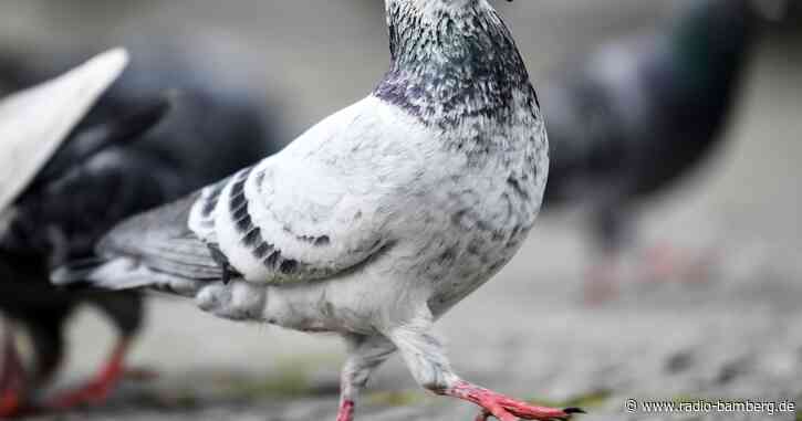 Hundehalter schießt nach kuriosem Streit auf Taubenzüchter
