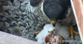 Falconwatch says downtown Hamilton’s peregrines have 4 new chicks