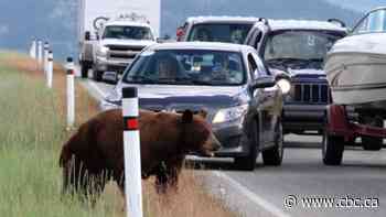 Stuck in 'bear jam' traffic? Researcher studies how to keep cars rolling safely in Kananaskis