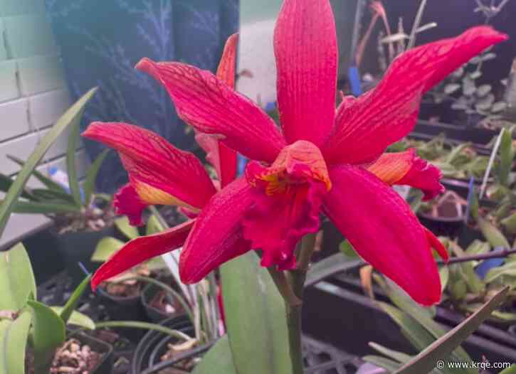 New Mexico Orchid Guild holding annual show & sale