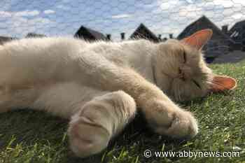 It’s catio season: White Rock business builds safe outdoor spaces for felines