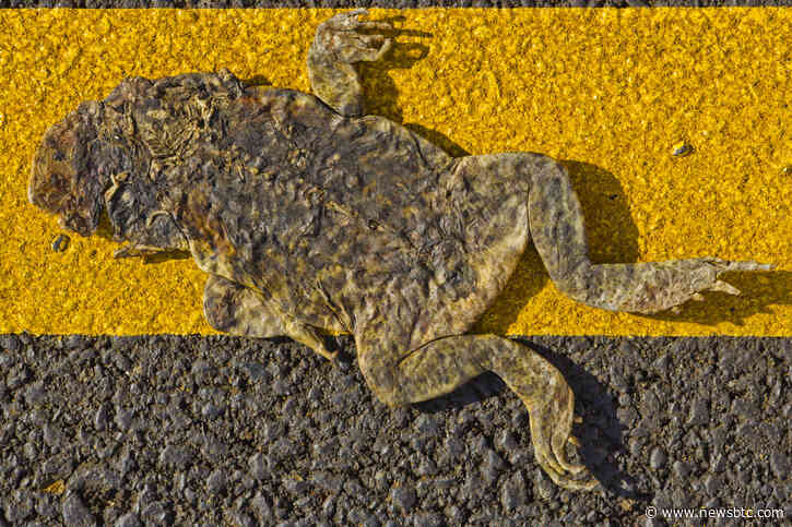 Sad Frogs: Why The Parabolic Pepe Coin Could Flatten By 80%