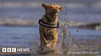 Sunderland beach dog ban starts as people face £100 fine
