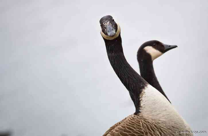Why are geese so aggressive and mean?