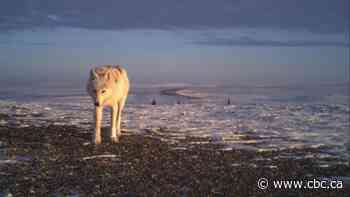 Indigenous groups collaborate with researchers to grow wildlife monitoring in N.W.T.