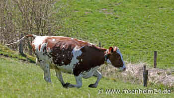 Junge Kuh entkommt Schlachter – und gilt seit Tagen als vermisst