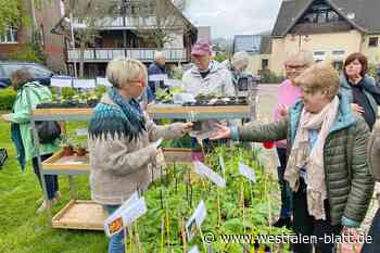 Kalletal: Viele Besucher beim Gartenflohmarkt in Hohenhausen