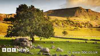 King Charles III's coronation marked by nature reserves announcement