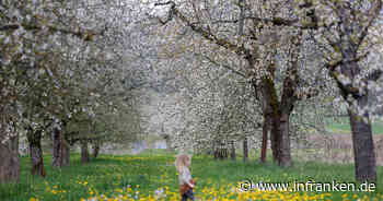 Natur-Schauspiel in Forchheim: Zahlreiche Kirschbäume erblühen in der Fränkischen Schweiz