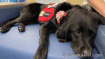 Meet Jersey, the newest face at Masonic Institute for the Developing Brain