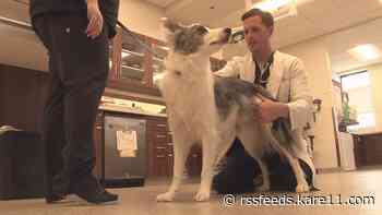 Veterinarians work to prevent canine influenza from spreading, encourage dog owners to take caution