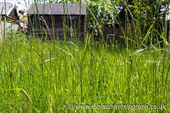 UK homeowners urged not to mow lawns in May by experts
