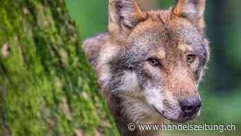 Unterschriftensammlung für ganzjährige Jagd auf Wölfe gestartet