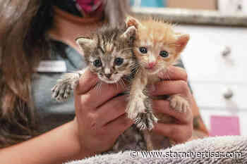 Hawaii’s Humane Societies take part in ‘Empty the Shelters’