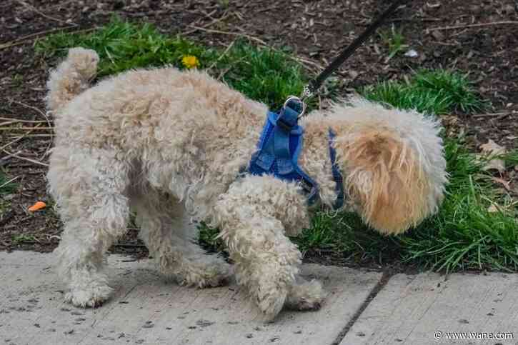 Ruff trip: Discarded joints pose a danger for dogs