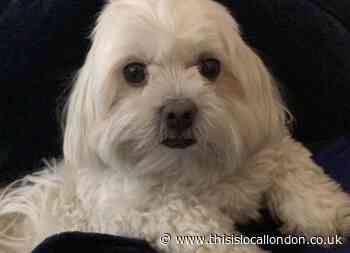 Get a perky pooch! By Felicity Simpson Surbiton High School