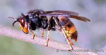 Public warned to 'remain vigilant' after Asian Hornet sighting in Northumberland